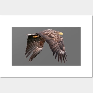 White tailed Eagle Posters and Art